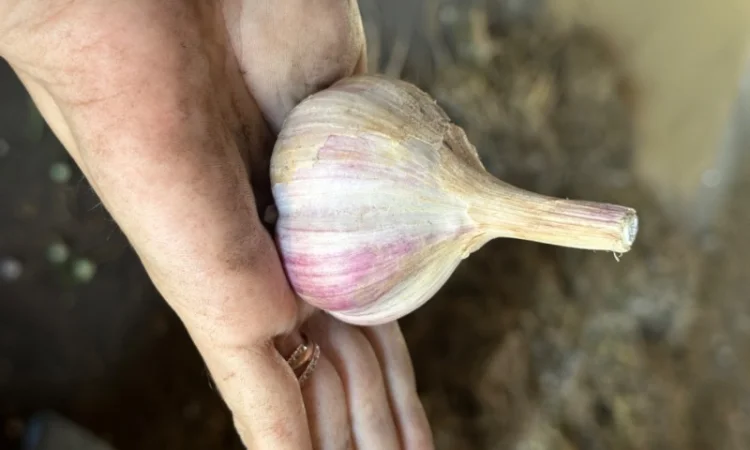 Продажа свежего домашнего чеснока - фото № 1