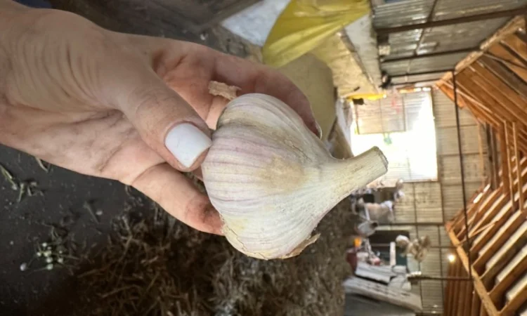 Продажа свежего домашнего чеснока - фото № 2