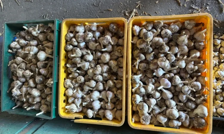 Продажа свежего домашнего чеснока - фото № 3