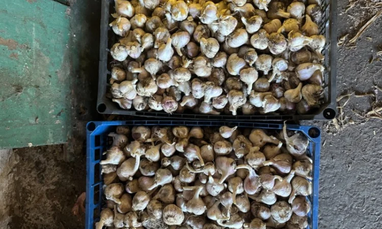 Продажа свежего домашнего чеснока - фото № 4