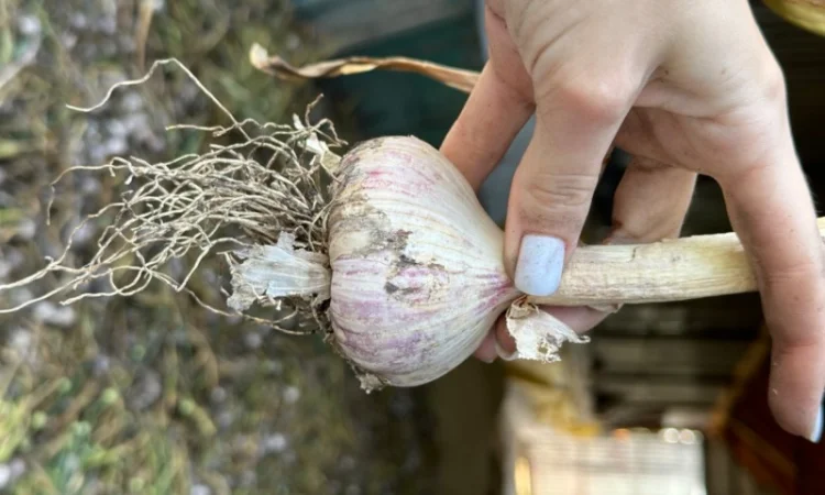 Продажа свежего домашнего чеснока - фото № 5