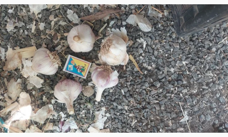 Продается чеснок сорта Любаша - фото № 2