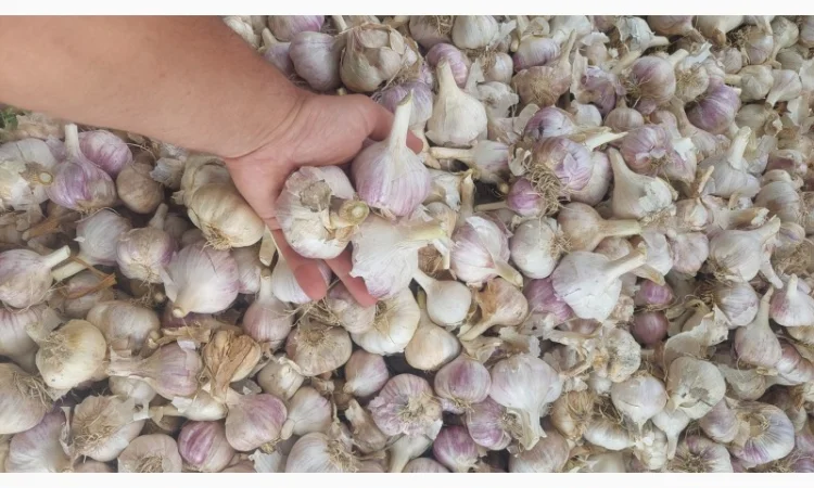 Продается чеснок сорта Любаша - фото № 4