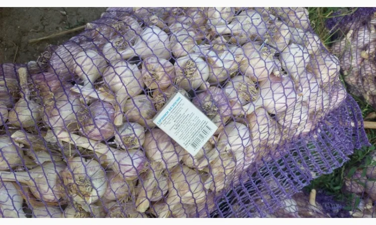 Продается чеснок сорта Любаша - фото № 5