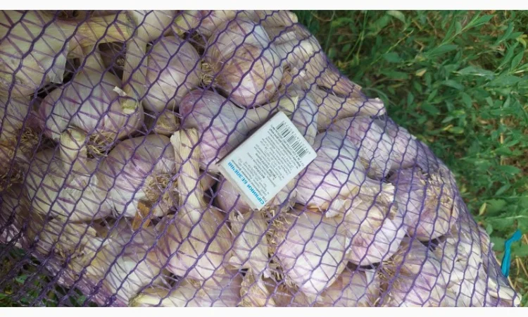 Продается чеснок сорта Любаша - фото № 6