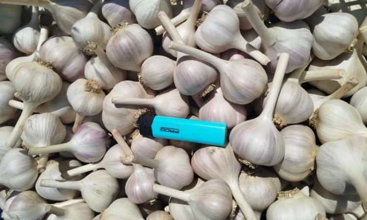 Часник озимий домашній на продажу - фото № 1