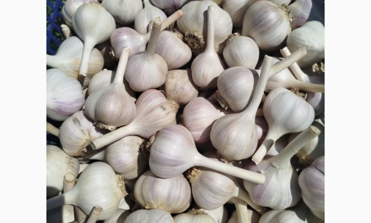 Часник озимий домашній на продажу - фото № 2