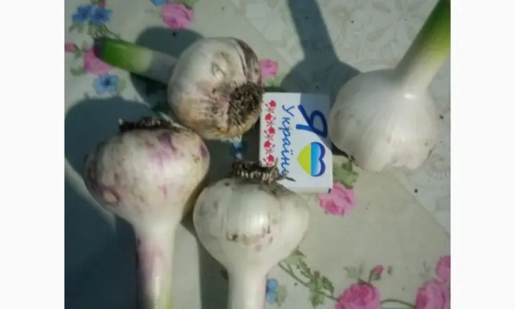 Продам часник сорту Любаша та Софіївський - фото № 1
