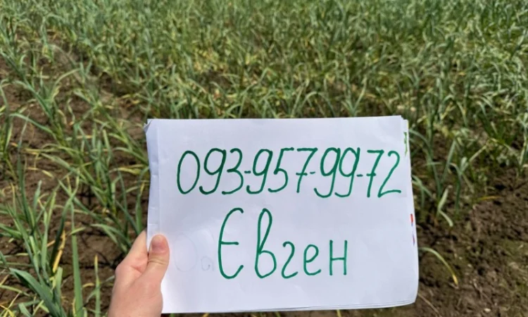 Часник сорту «Любаша» в продажу - фото № 1