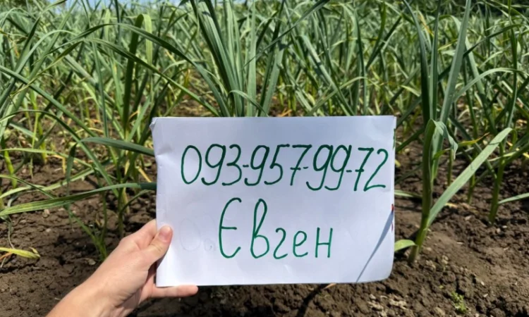 Часник сорту «Любаша» в продажу - фото № 2