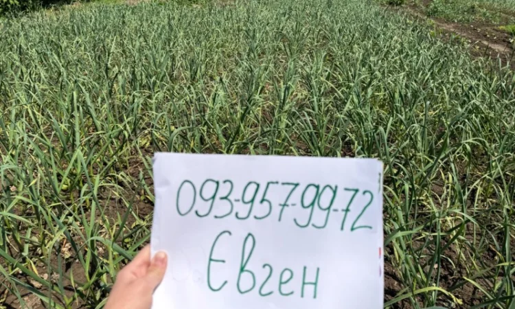 Часник сорту «Любаша» в продажу - фото № 3