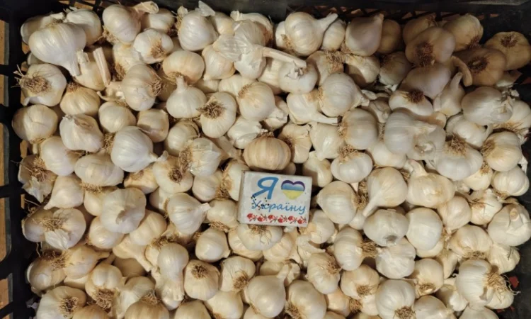 Чеснок ярый на продажу - фото № 1