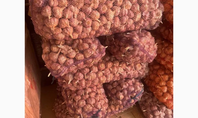 Чеснок Любаша оптом продажа - фото № 1