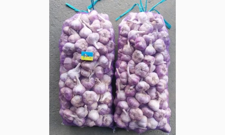 Чеснок Любаша, 15 тонн, продажа - фото № 9