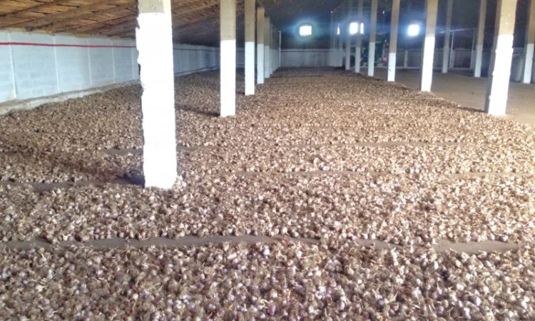 Чеснок Любаша, 15 тонн, продажа - фото № 10