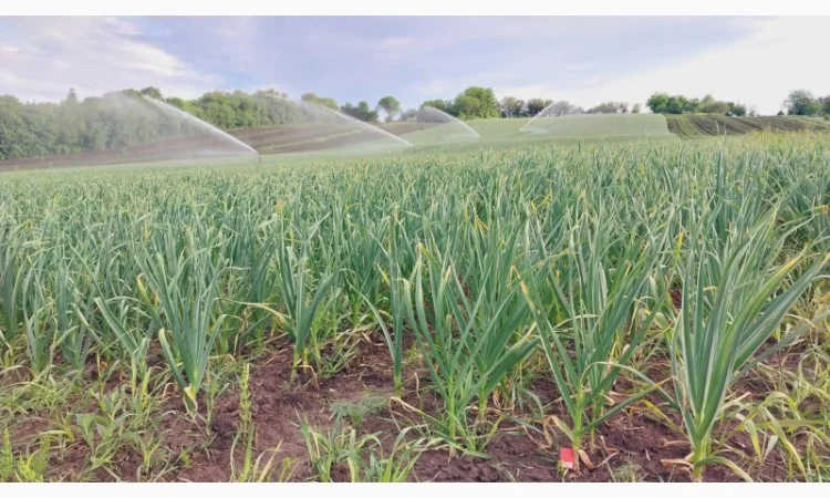 Чеснок Любаша, 15 тонн, продажа - фото № 2