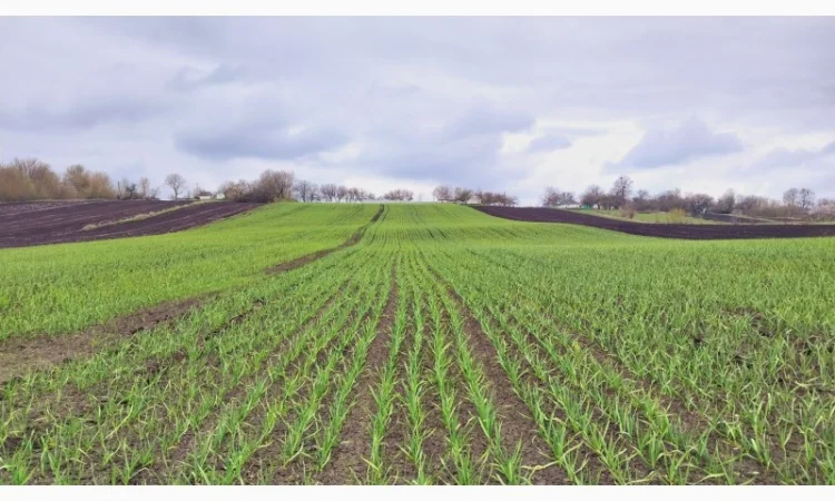 Чеснок Любаша, 15 тонн, продажа - фото № 4