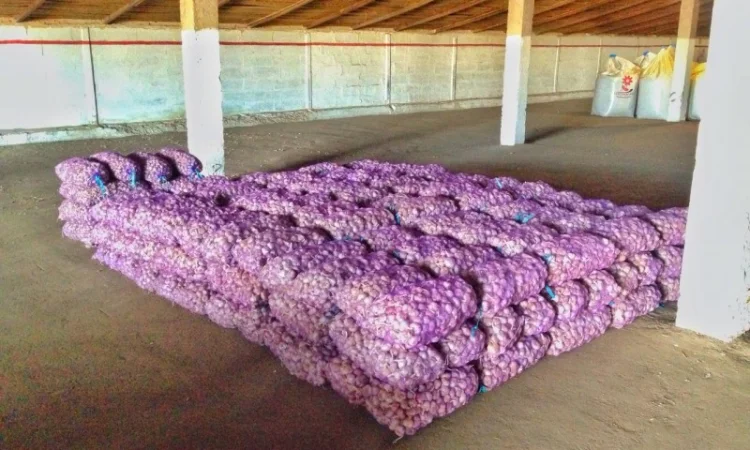 Чеснок Любаша, 15 тонн, продажа - фото № 5