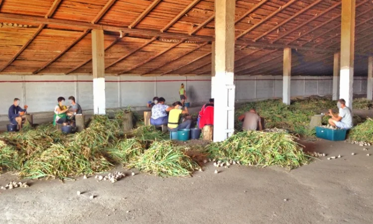 Чеснок Любаша, 15 тонн, продажа - фото № 7