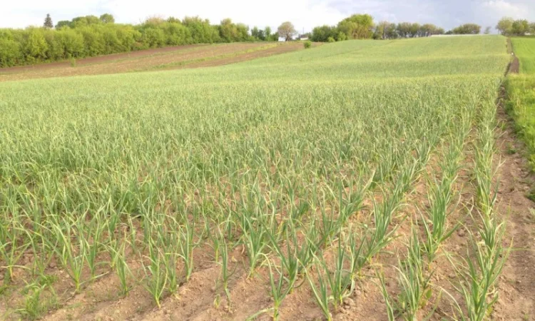 Чеснок Любаша, 15 тонн, продажа - фото № 8