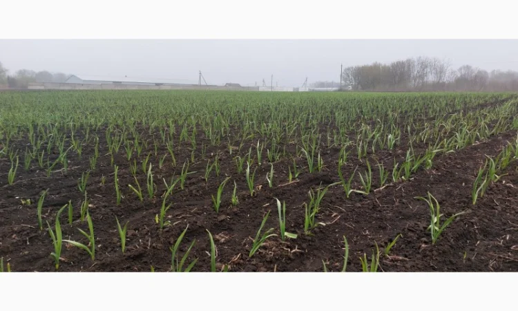 Продажа чеснока первой репродукции - фото № 1