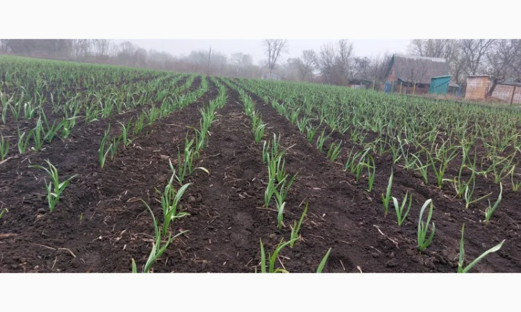 Продажа чеснока первой репродукции - фото № 2