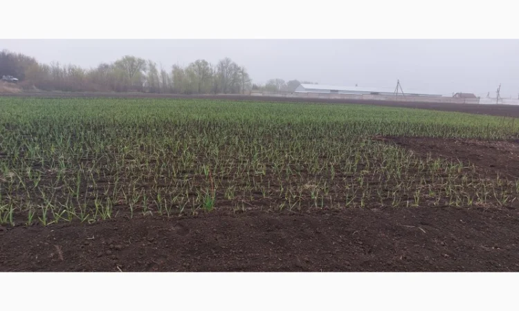 Продажа чеснока первой репродукции - фото № 4