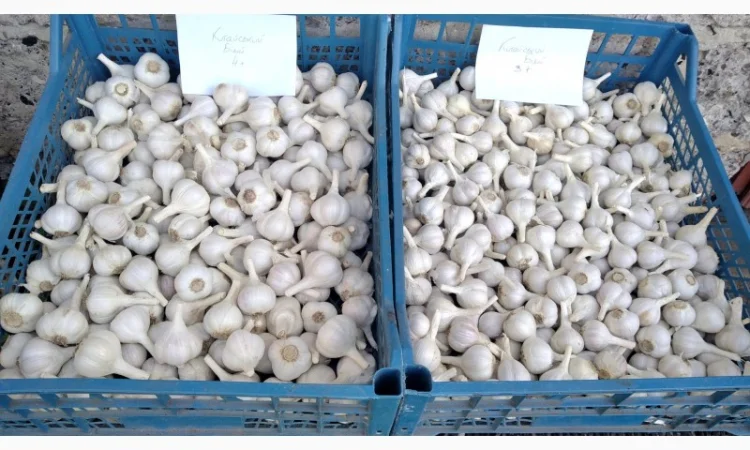 Продаж Озимого Часнику сорту Китайський білий - фото № 1