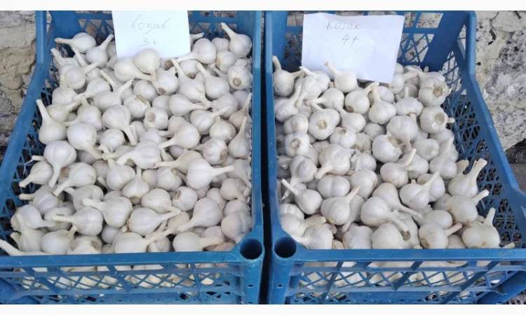 Продаж Озимого Часнику сорту Китайський білий - фото № 3