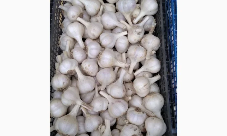 Продаж Озимого Часника Китайський білий - фото № 2