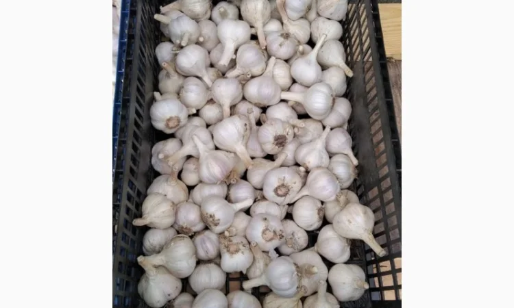 Продаж Озимого Часника Китайський білий - фото № 3