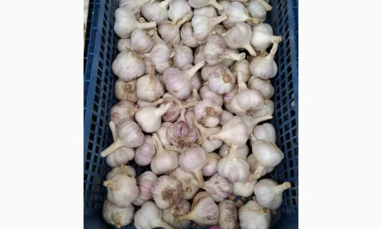 Продаж Озимого Часника Китайський білий - фото № 4