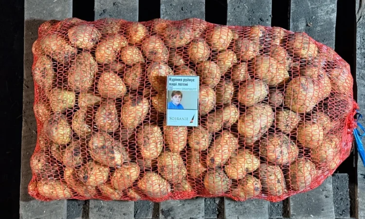 Продаж насіння картоплі «Прада» - фото № 1