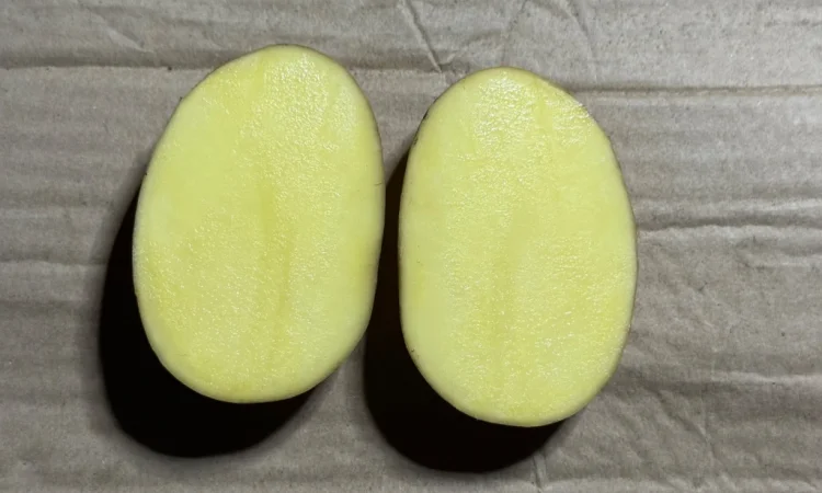 Продаж насіння картоплі «Прада» - фото № 2