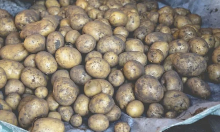 Закупівля картоплі по хорошій ціні - фото № 2