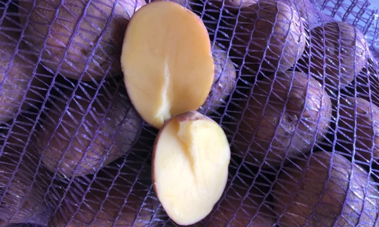 Куплю товарну картоплю різних сортів - фото № 6