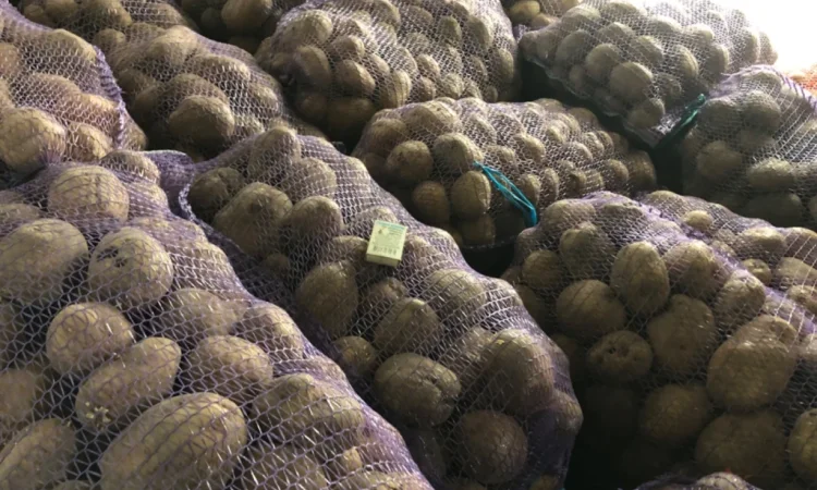 Куплю товарну картоплю різних сортів - фото № 7