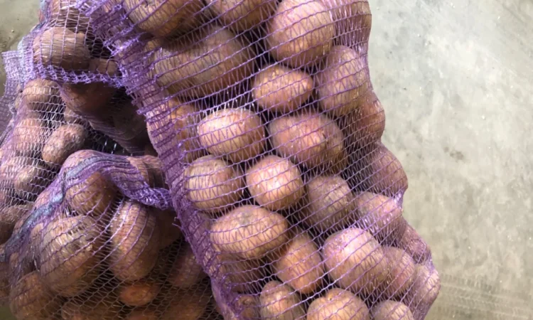 Куплю товарну картоплю різних сортів - фото № 1