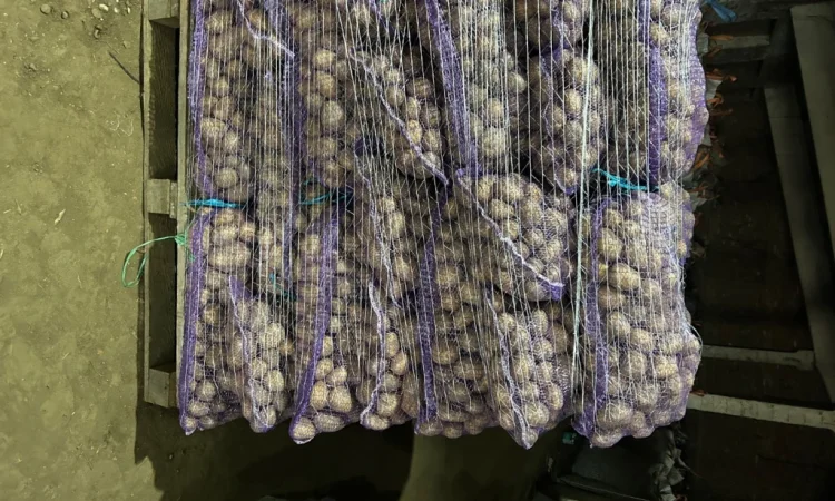 Продается насіння картоплі Мелоді - фото № 1