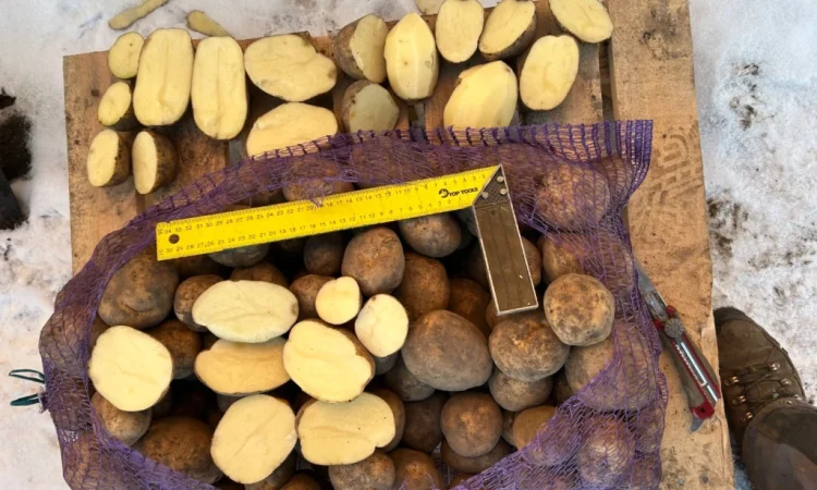 Куплю картоплю сорту Мелоді - фото № 2