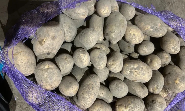 Куплю картоплю сорту Мелоді - фото № 3