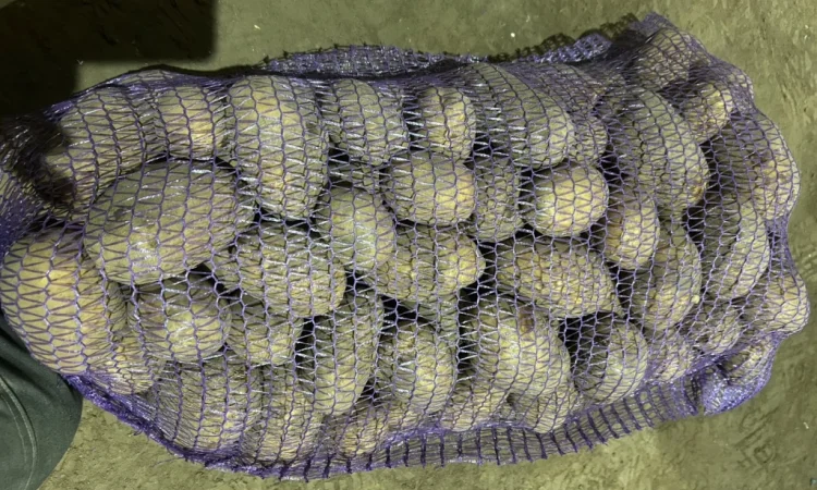 Куплю картоплю сорту Мелоді - фото № 4