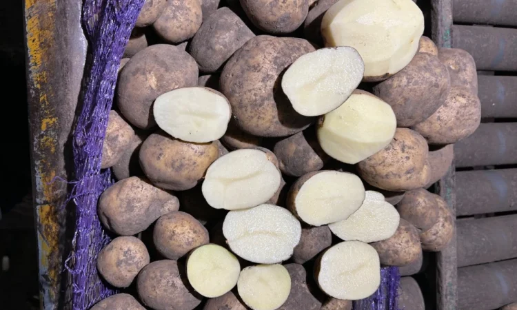 Куплю картоплю сорту Мелоді - фото № 5