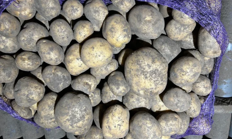 Куплю картоплю сорту Мелоді - фото № 6