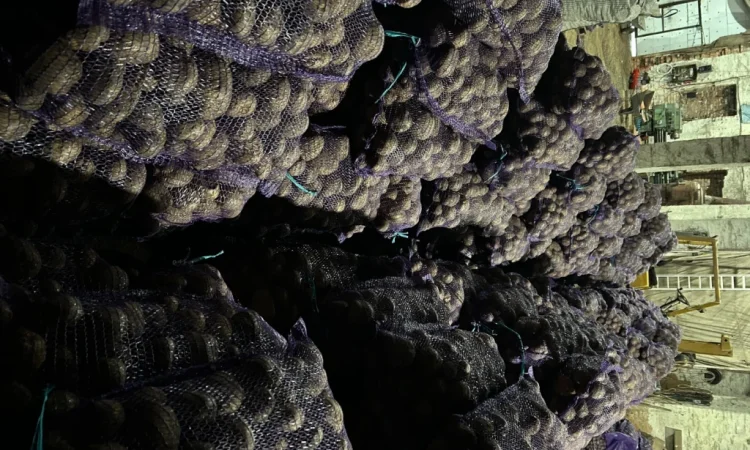 Куплю картоплю сорту Мелоді - фото № 7