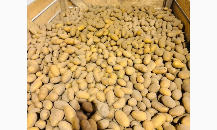 Продаж насіннєвої картоплі німецької селекції - фото № 1