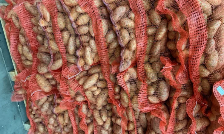 Картопля Гранада на продаж - фото № 1