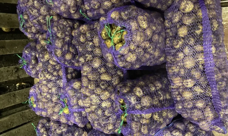 Продажа семенного картофеля Ривьера - фото № 1