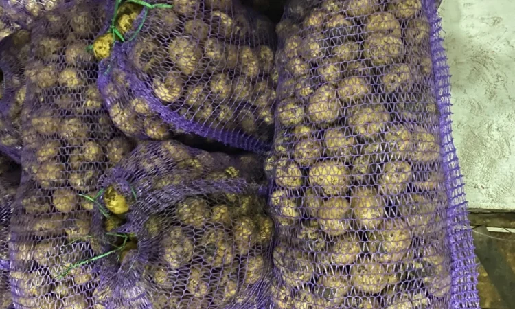 Продажа семенного картофеля Ривьера - фото № 2