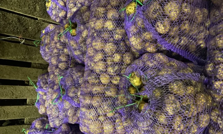 Продажа семенного картофеля Ривьера - фото № 3